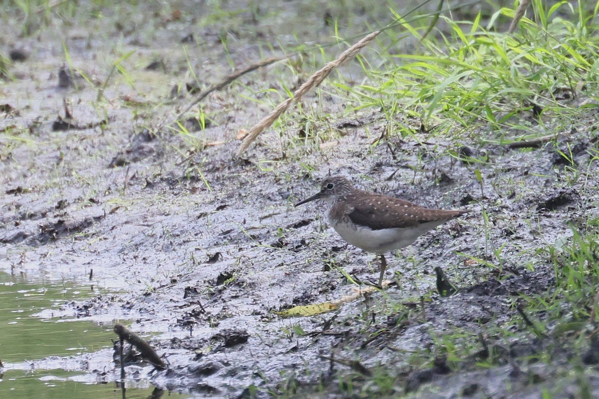 Solitary Sandpiper - ML638735011