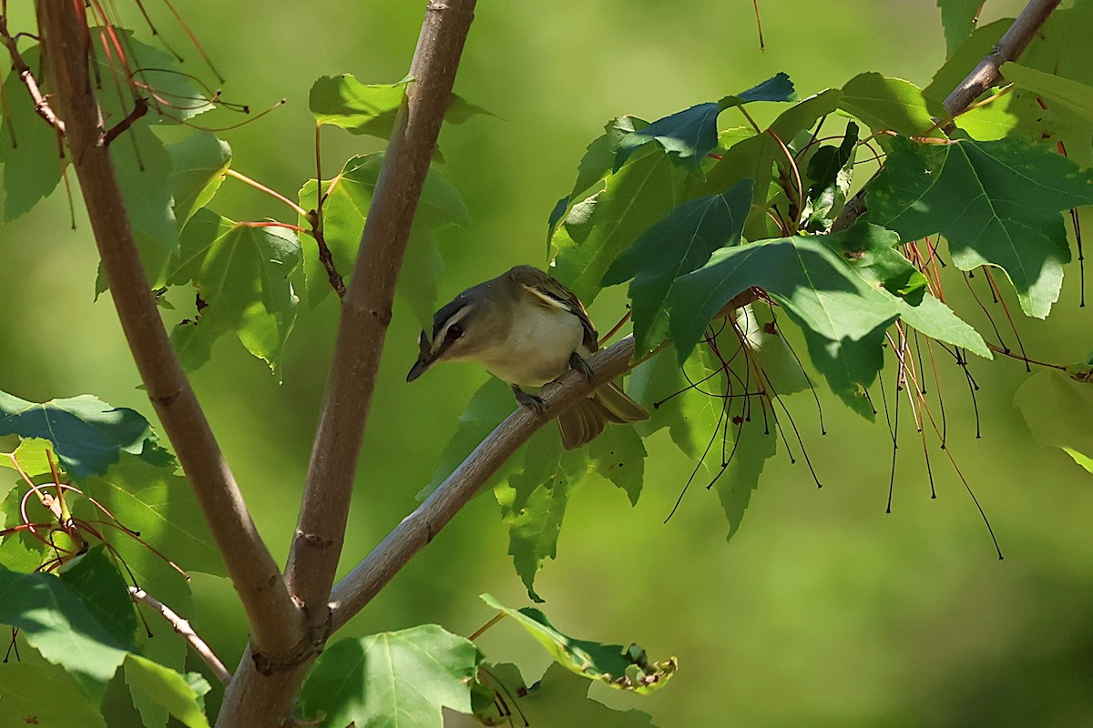 Red-eyed Vireo - ML638735013