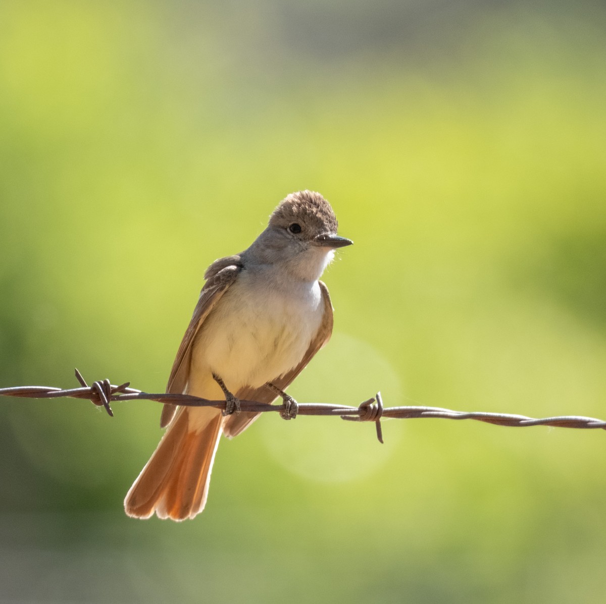 Ash-throated Flycatcher - ML638735015