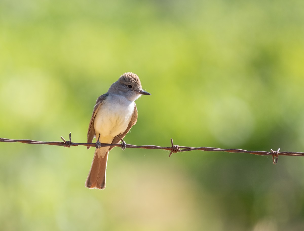 Ash-throated Flycatcher - ML638735016