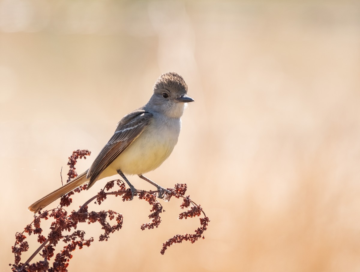 Ash-throated Flycatcher - ML638735022