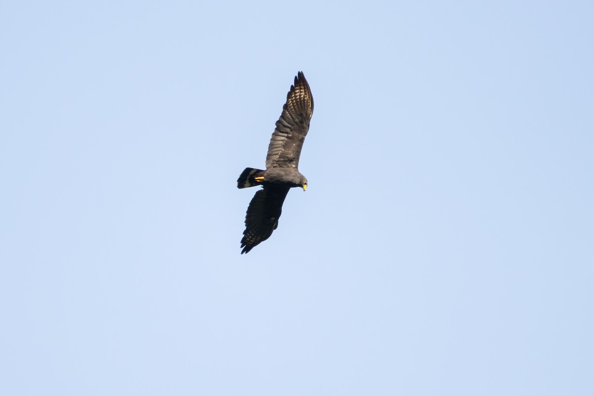 Zone-tailed Hawk - ML638735024