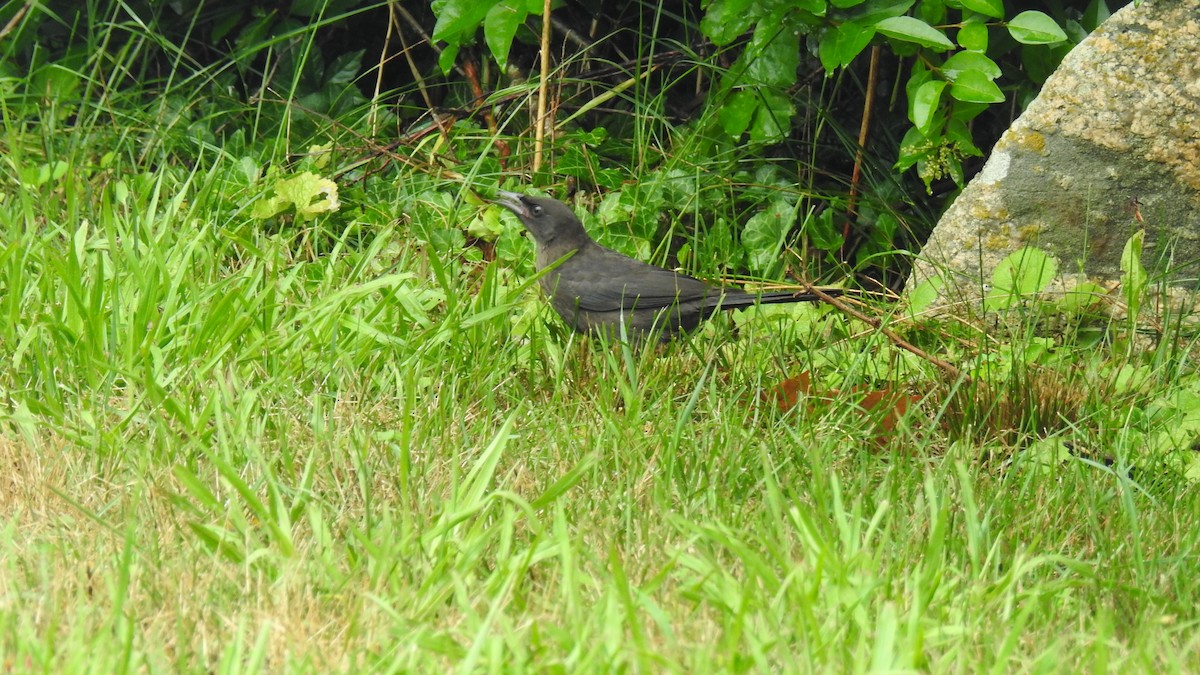 Common Grackle - ML638735025