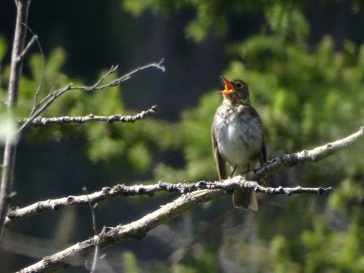 Swainson's Thrush - ML638735026