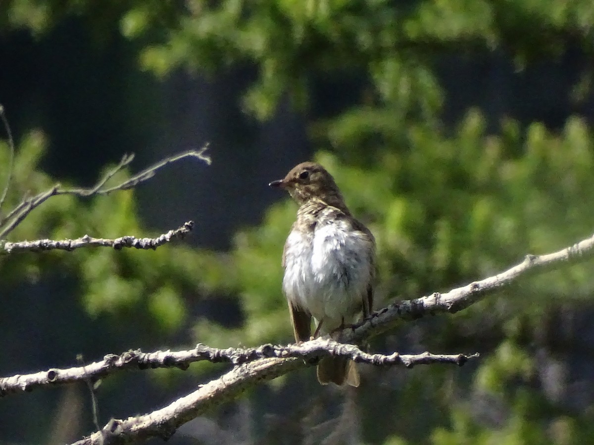 Swainson's Thrush - ML638735027