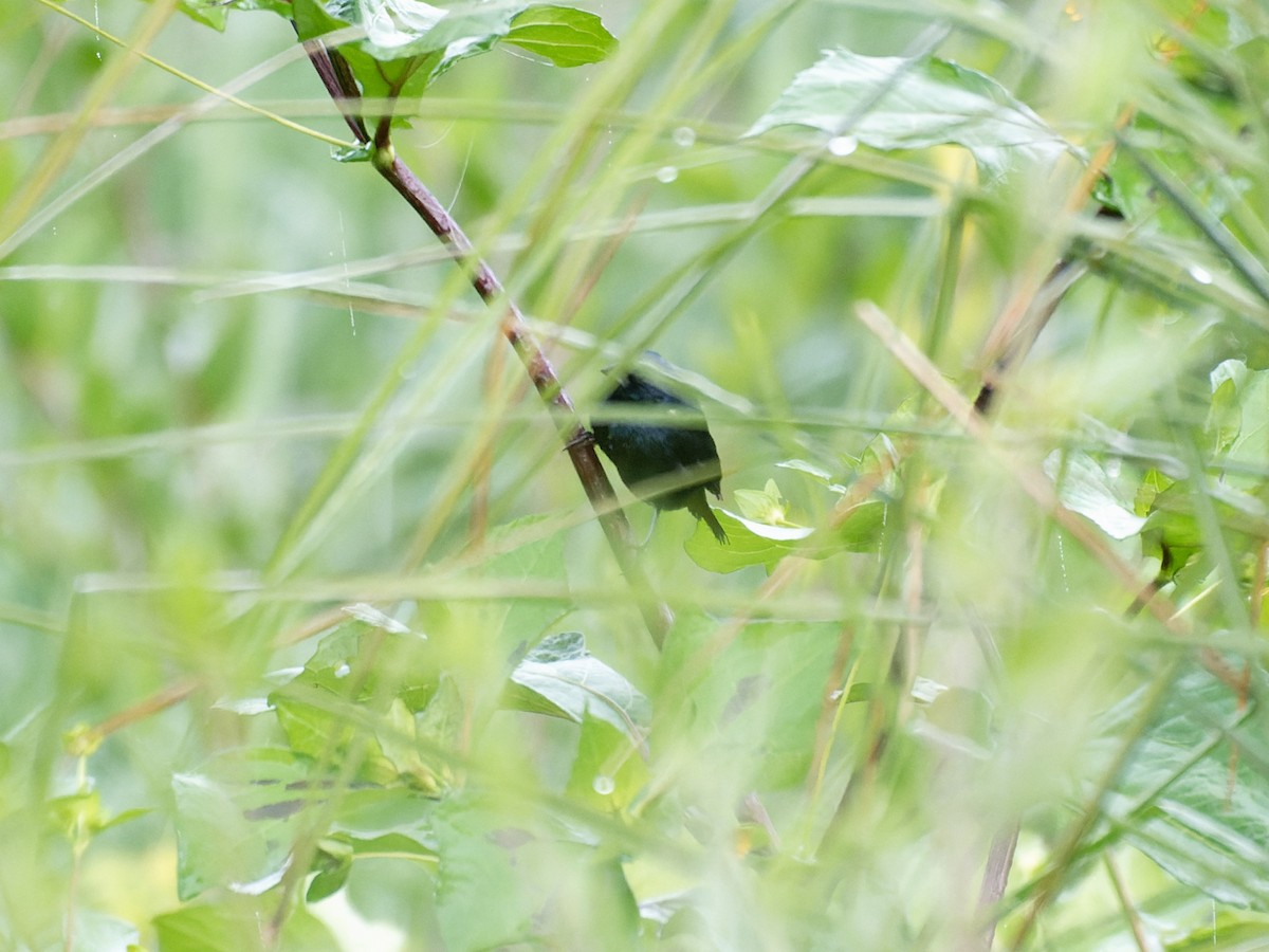 Blue-black Grassquit - ML638735028