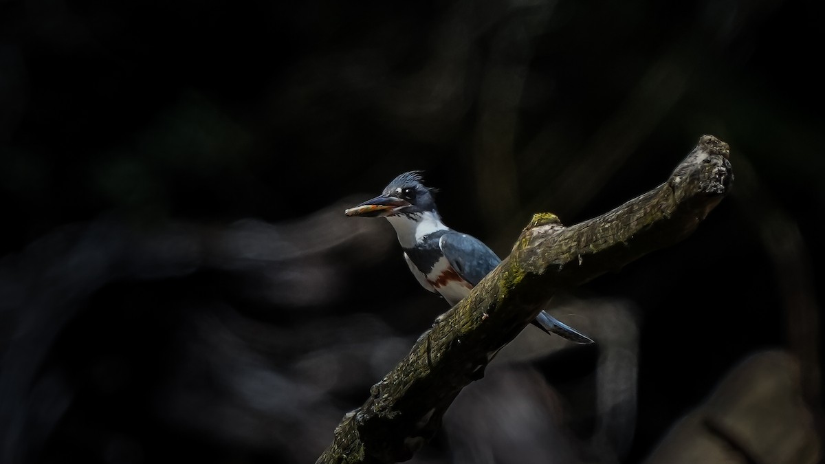 Belted Kingfisher - ML638735029