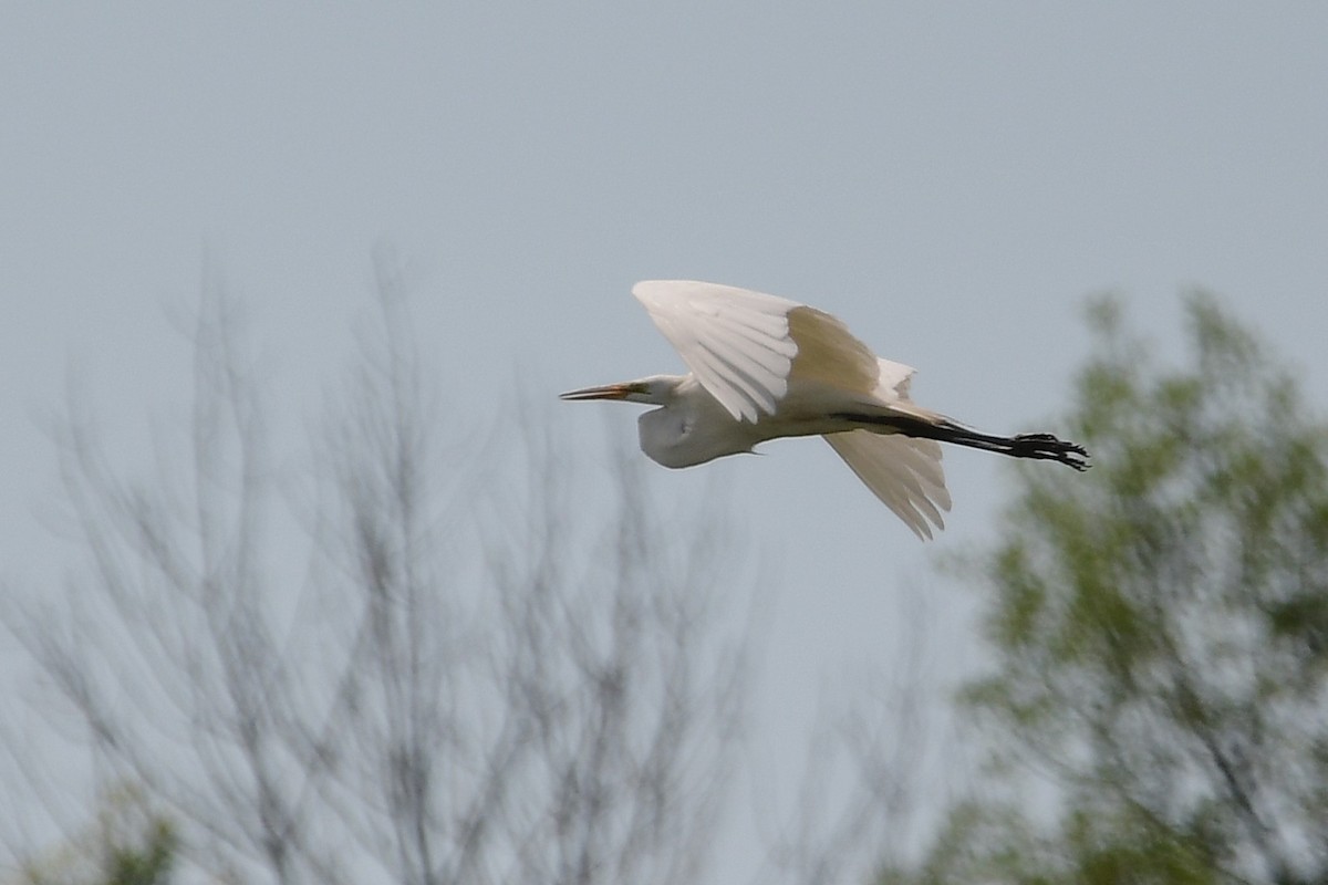 Great Egret - ML638735030