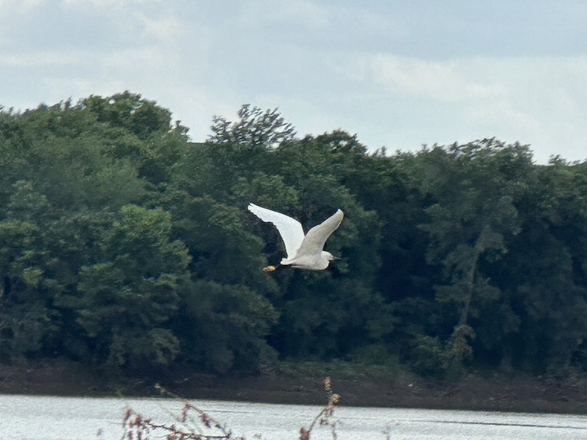 Snowy Egret - ML638735033