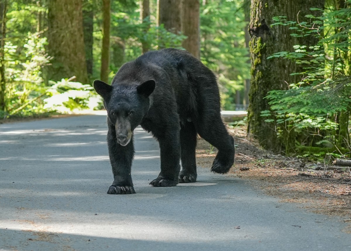 American Black Bear - ML638735041