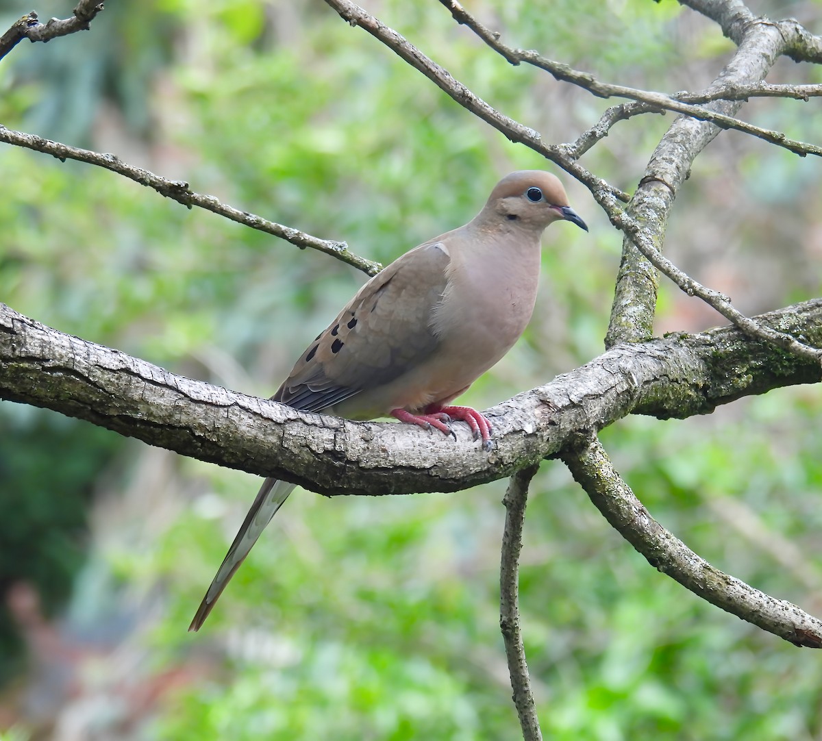 Mourning Dove - ML638735047