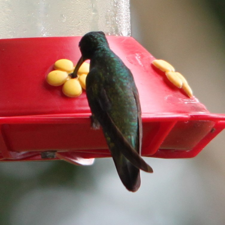 Bronz Kuyruklu Tüylü Kolibri - ML638735052