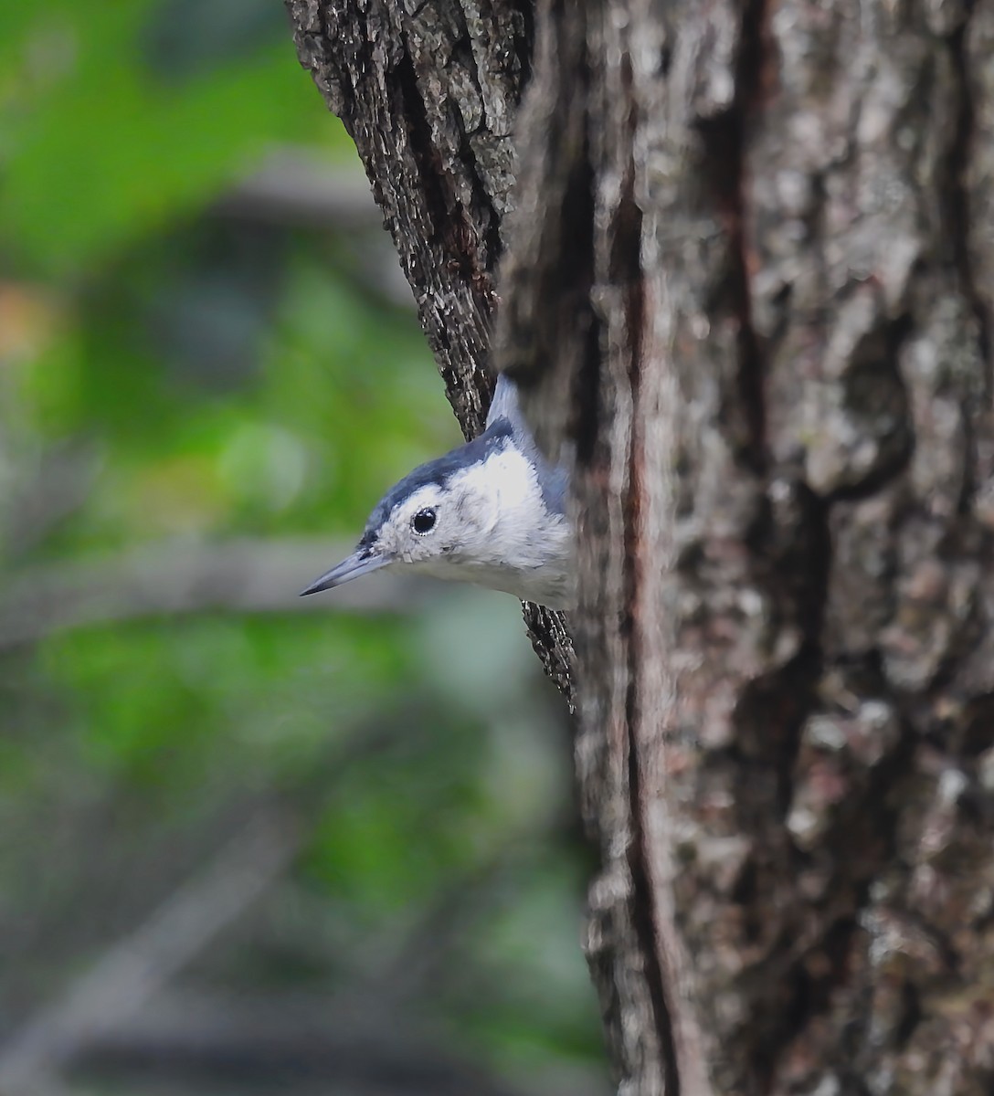 White-breasted Nuthatch - ML638735065