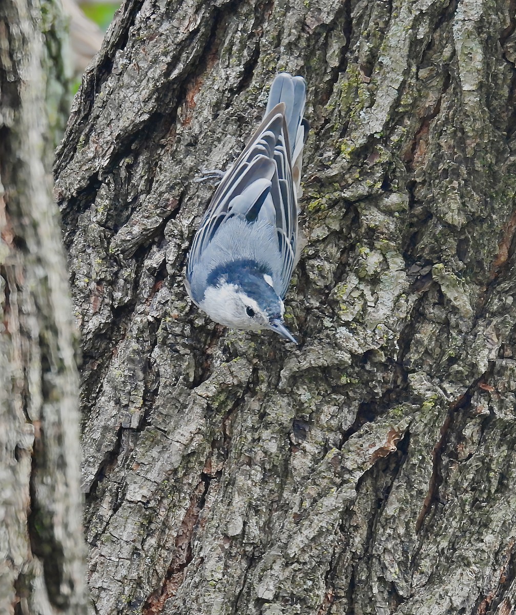 White-breasted Nuthatch - ML638735066
