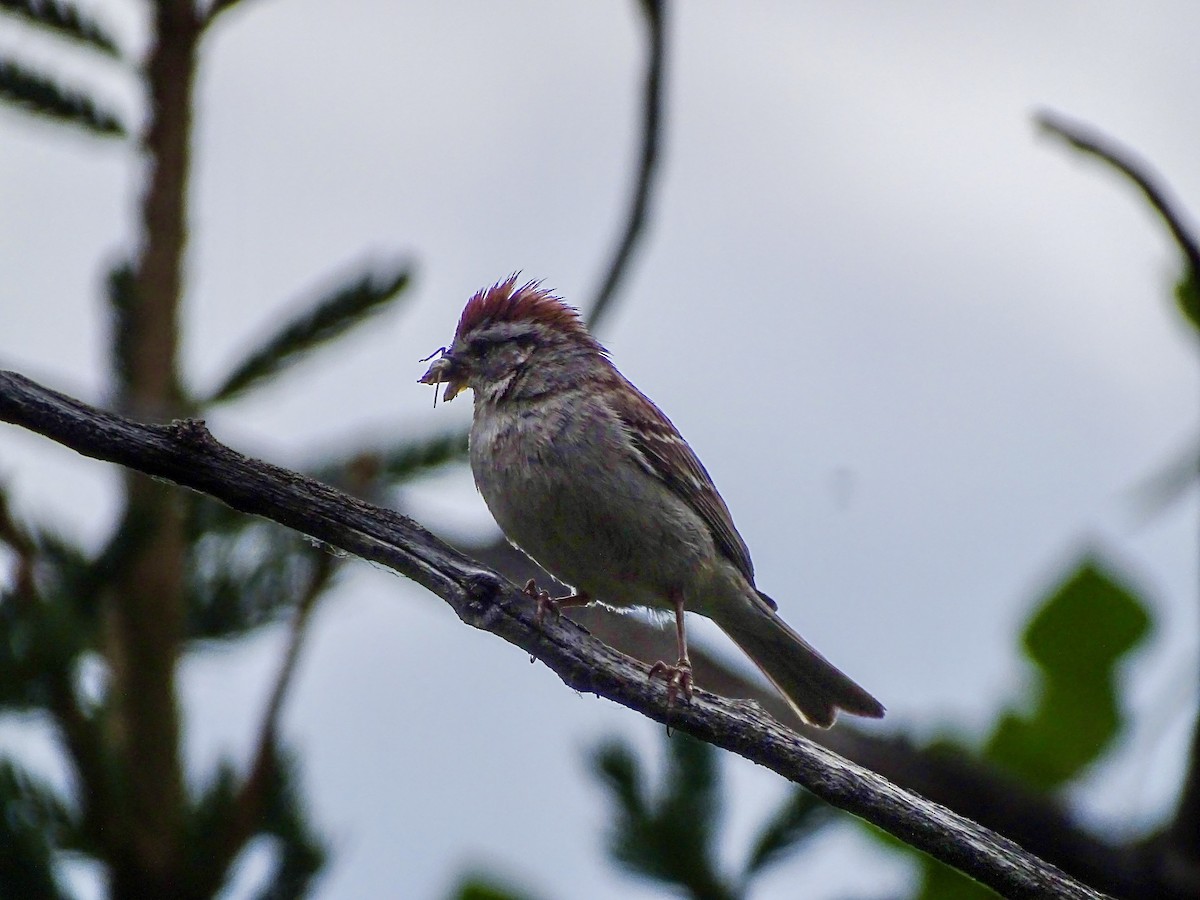 Chipping Sparrow - ML638735068