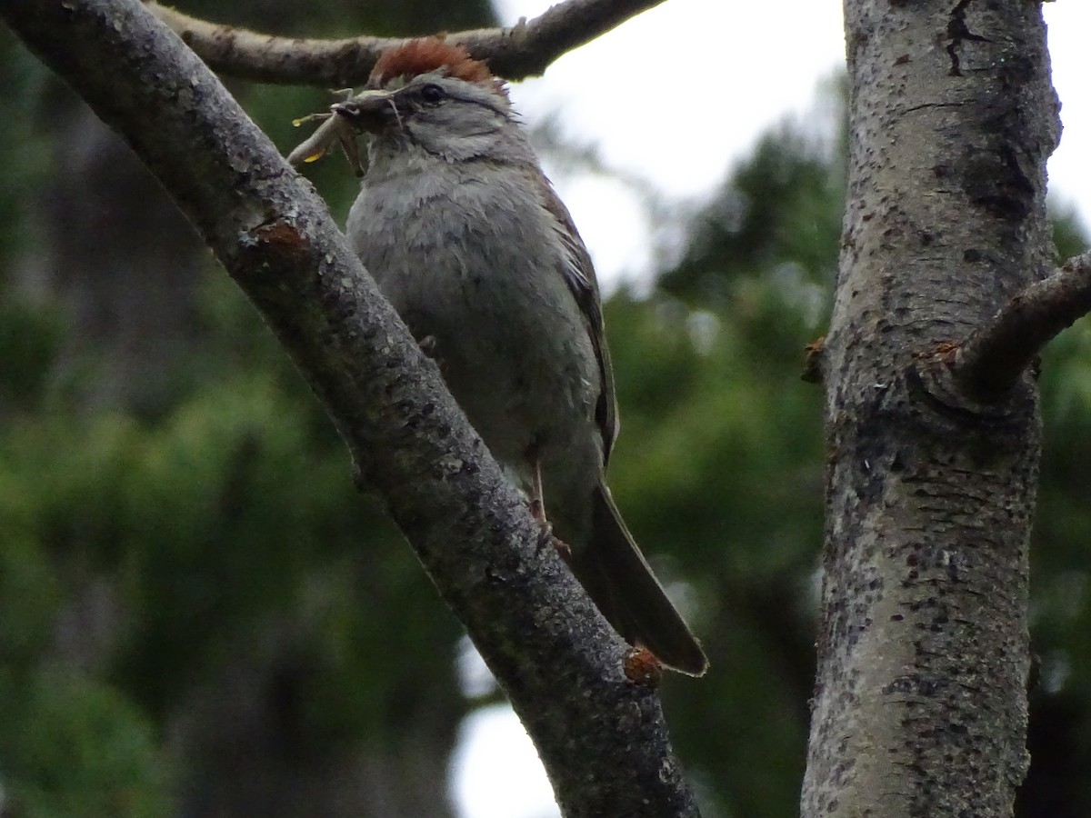 Chipping Sparrow - ML638735069