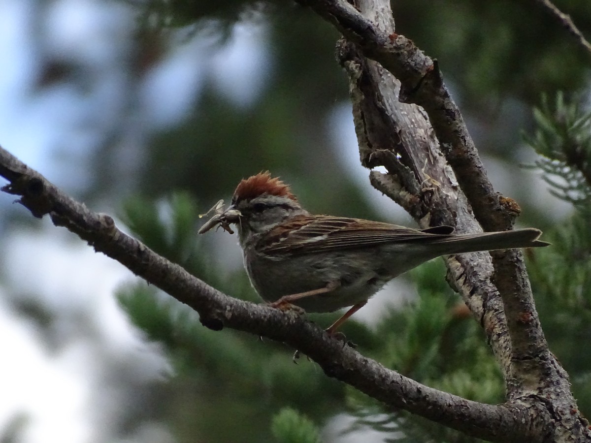 Chipping Sparrow - ML638735070