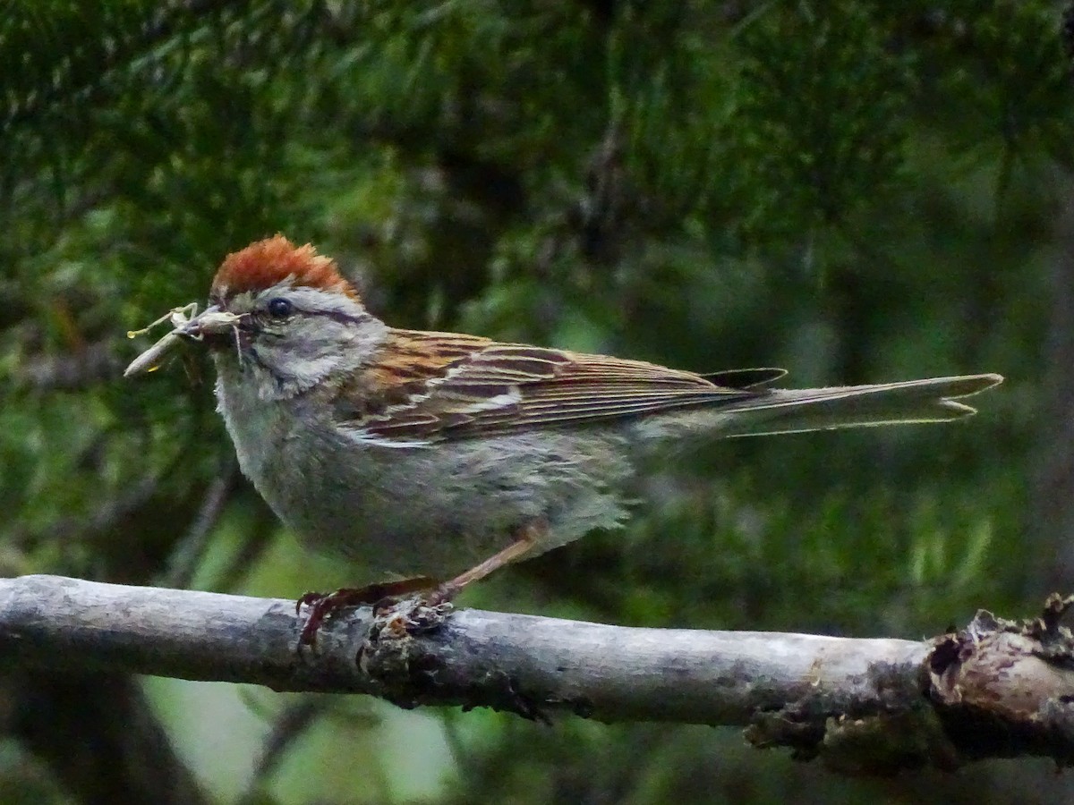 Chipping Sparrow - ML638735071