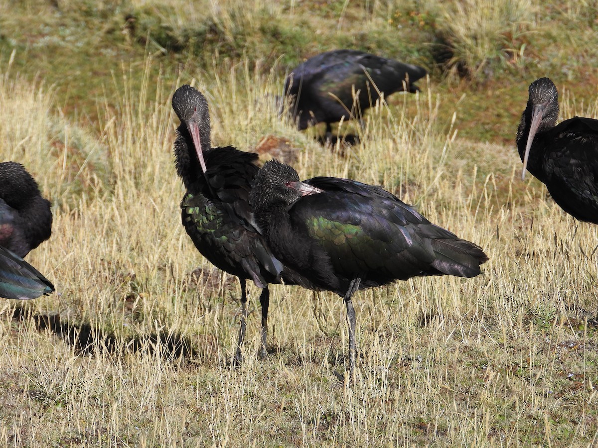 Ibis de Ridgway - ML638735113