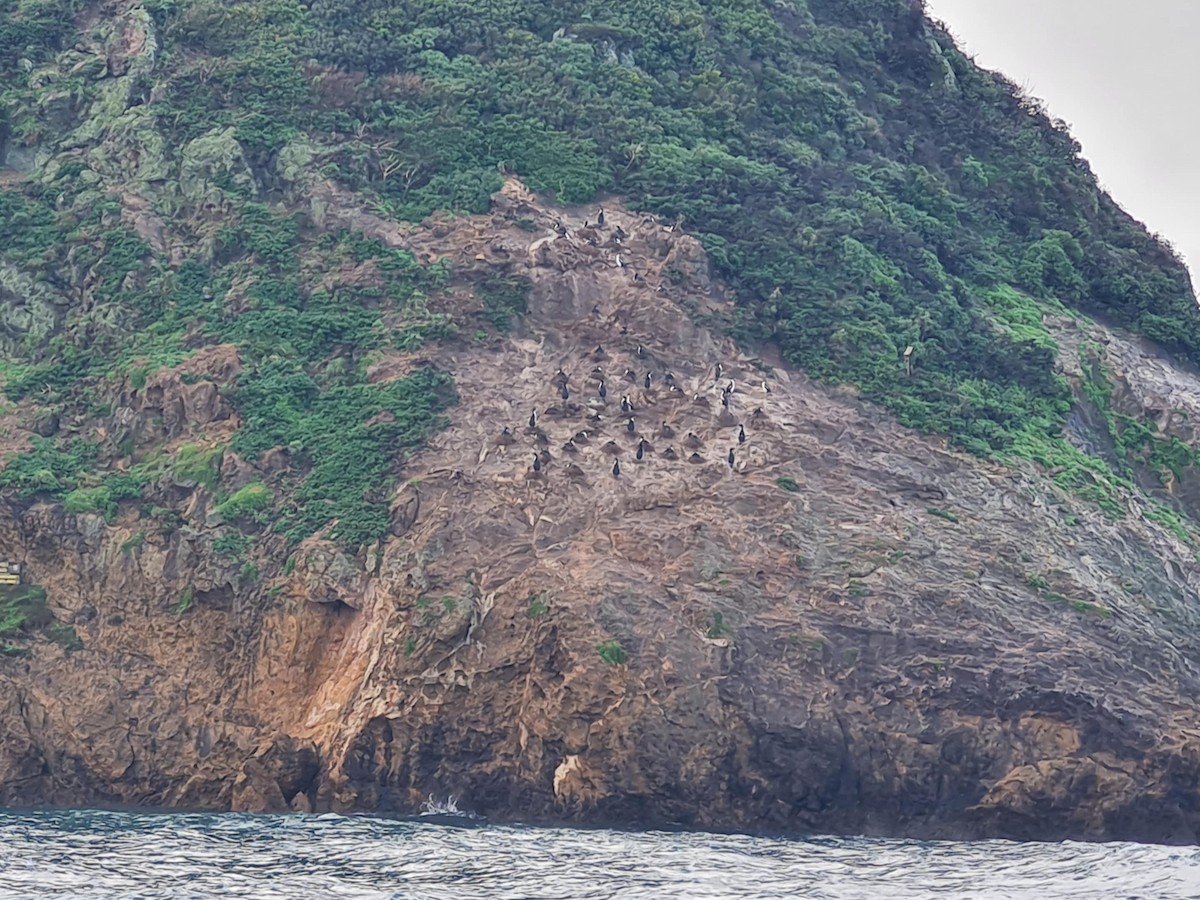 New Zealand King Shag - ML638735124