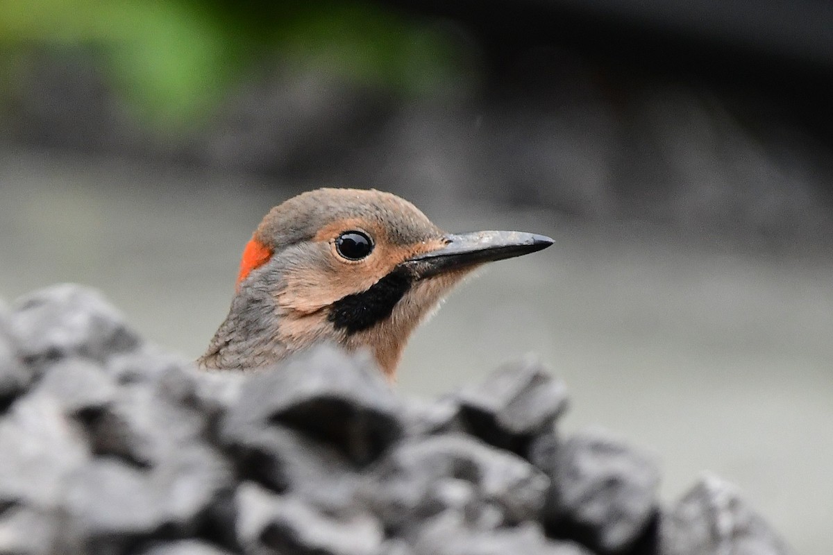 Northern Flicker - ML638735170