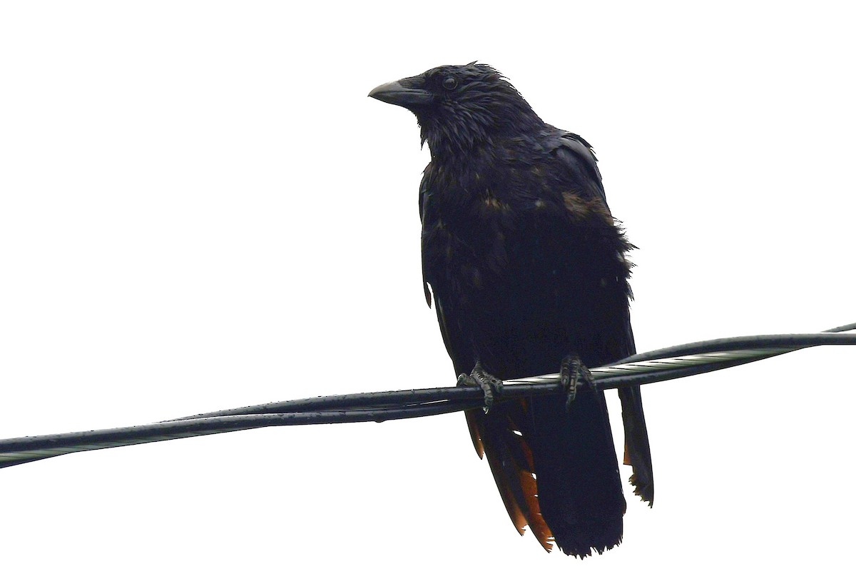 American Crow - ML638735175