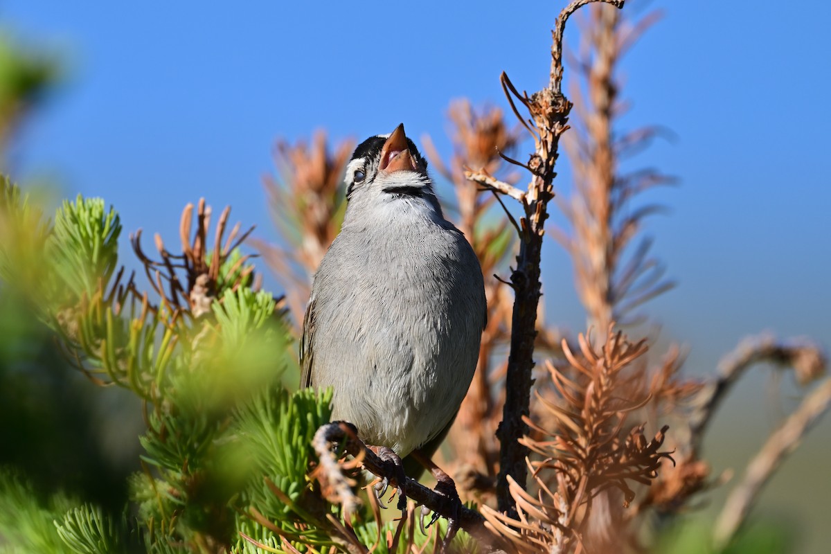 White-crowned Sparrow - ML638735178