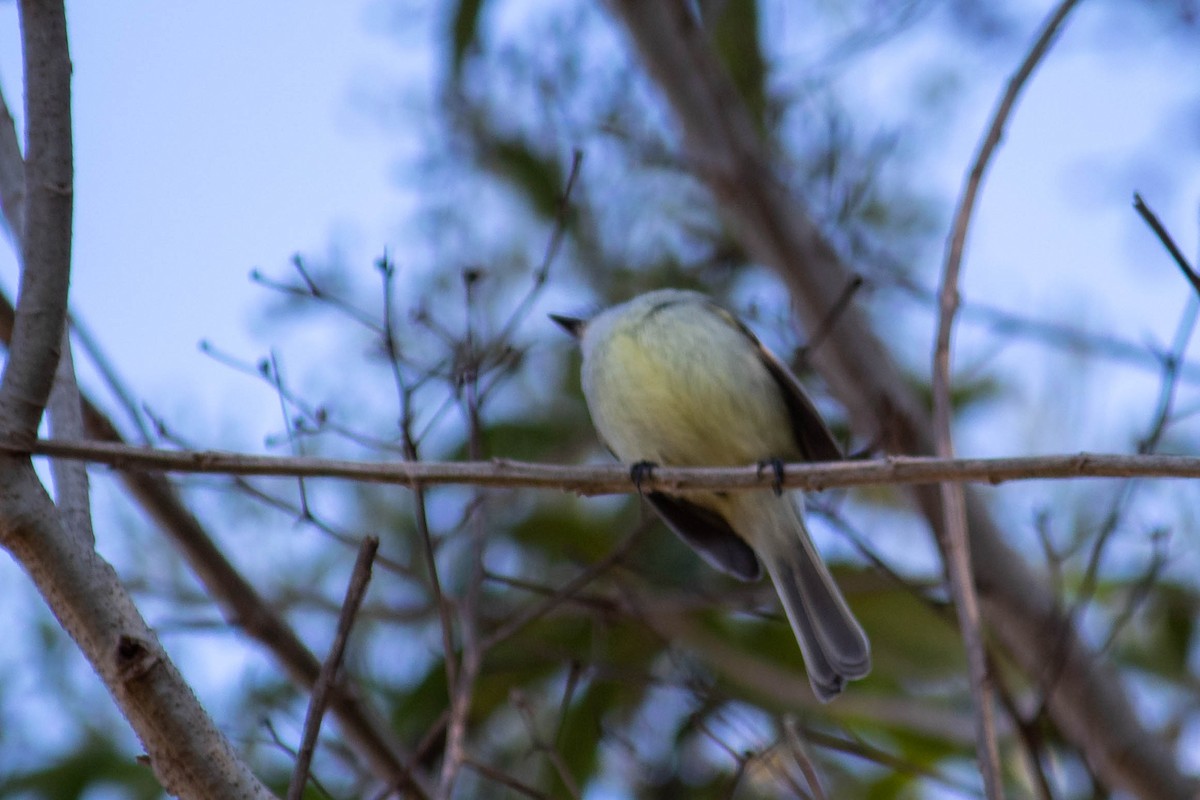 White-crested Tyrannulet - ML638735188
