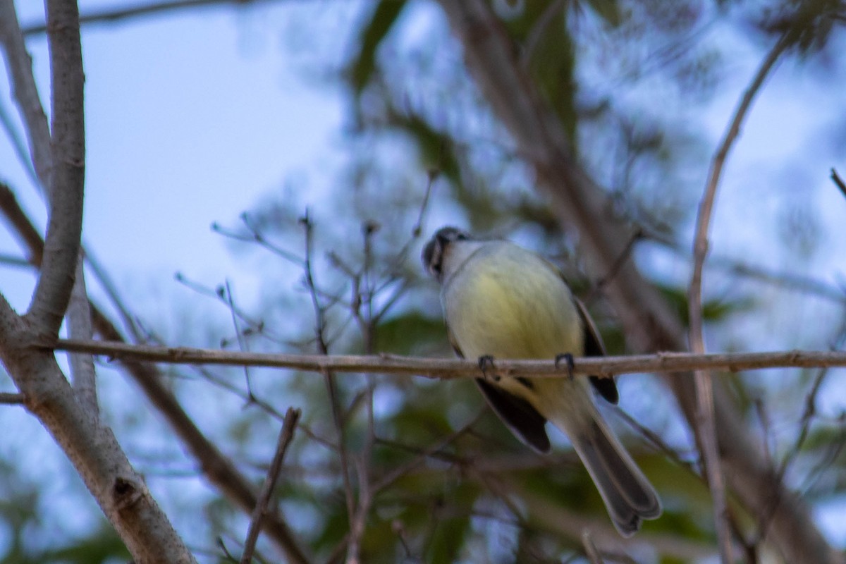 White-crested Tyrannulet - ML638735189