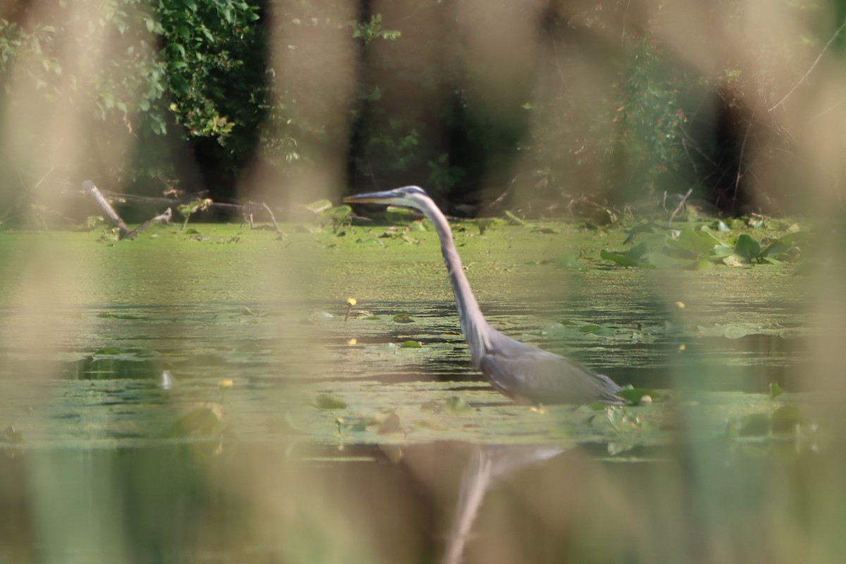 Great Blue Heron - ML638735226