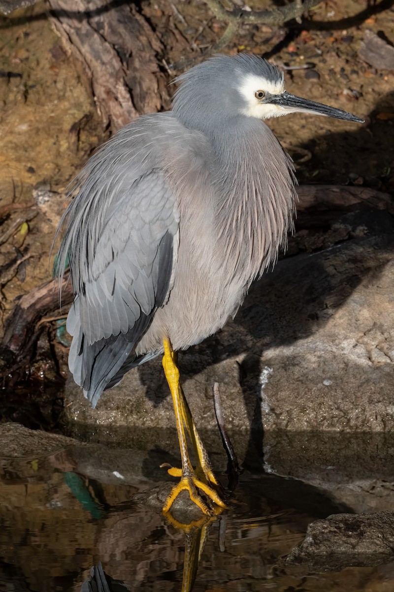 White-faced Heron - ML638735241