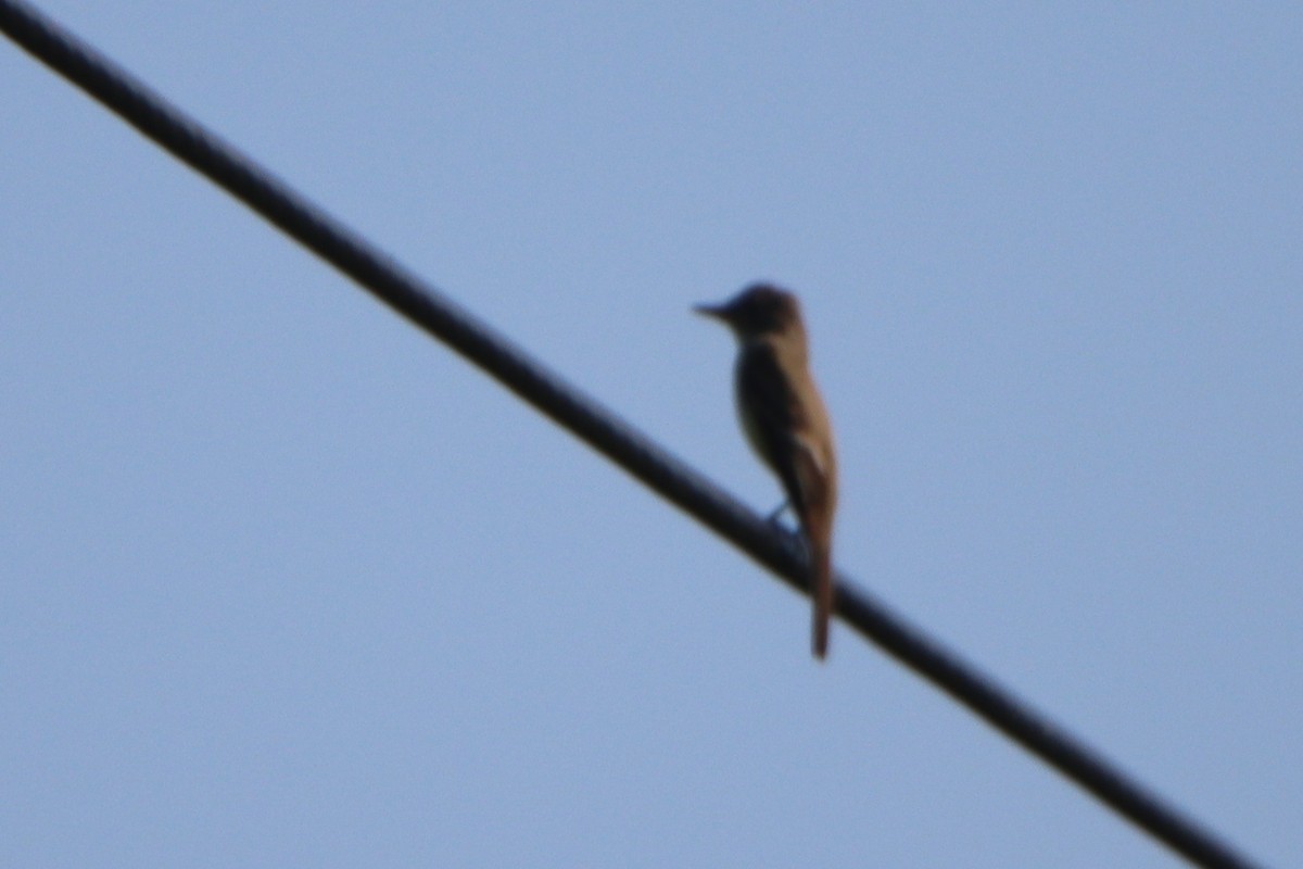 Willow Flycatcher - ML638735242
