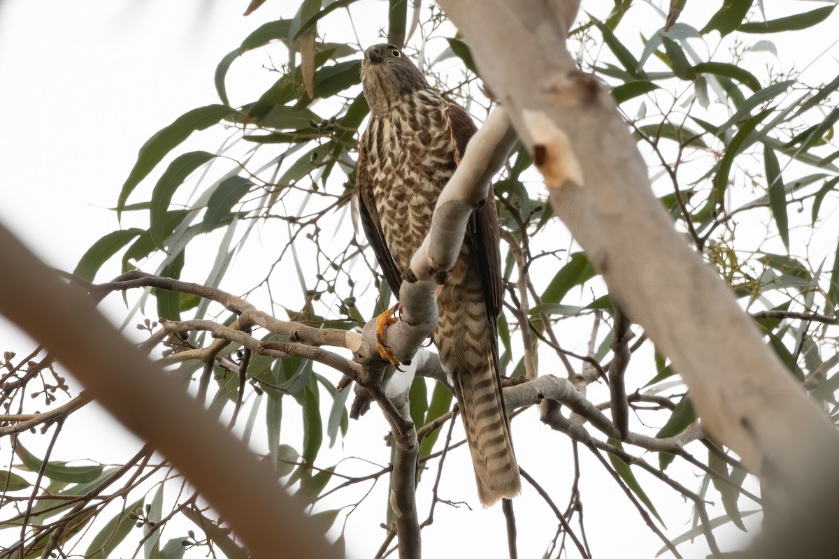 Collared Sparrowhawk - ML638735243