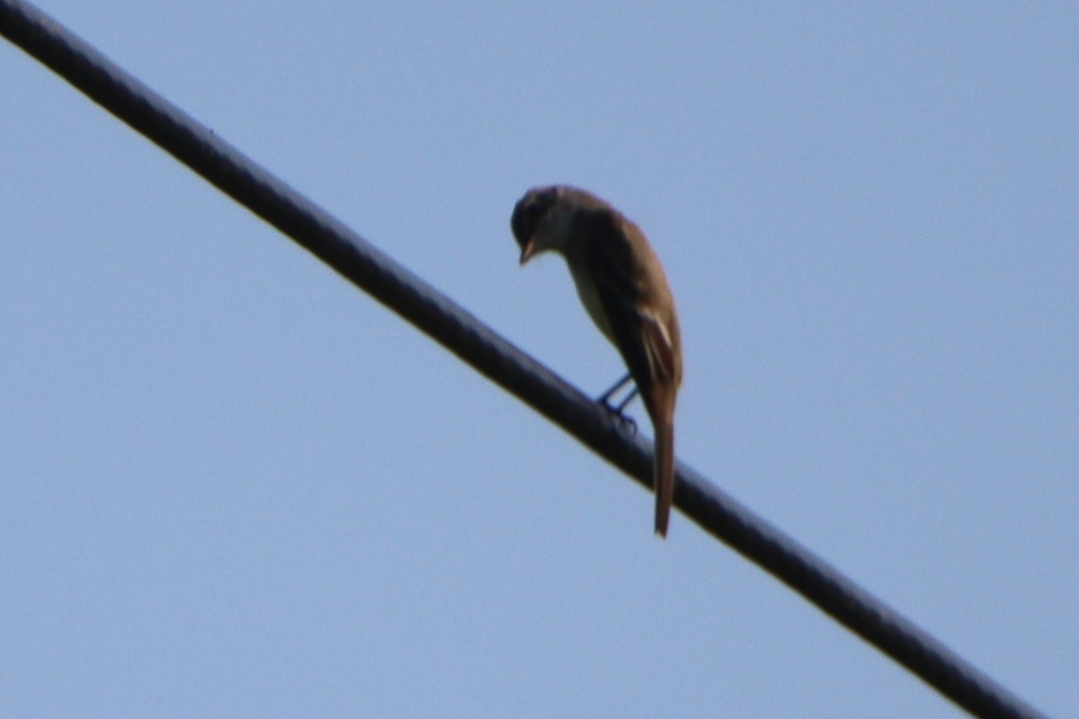 Willow Flycatcher - ML638735269