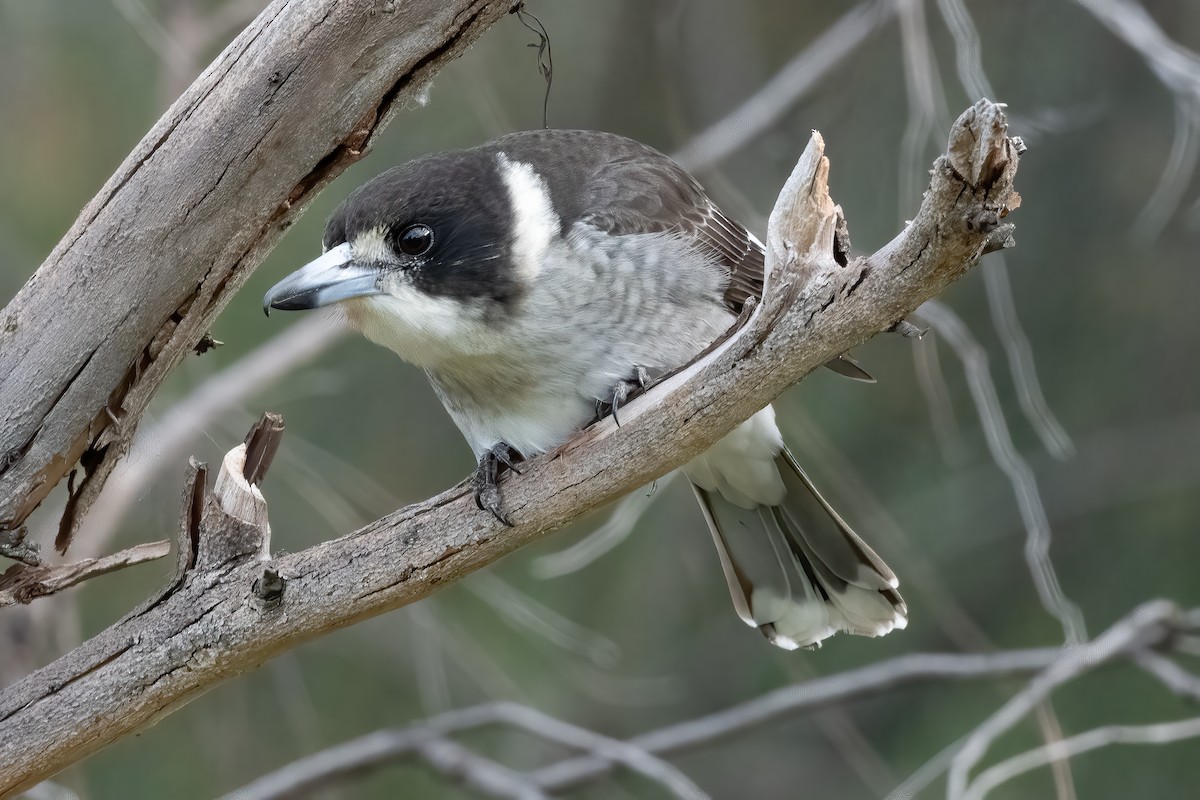 Gray Butcherbird - ML638735276