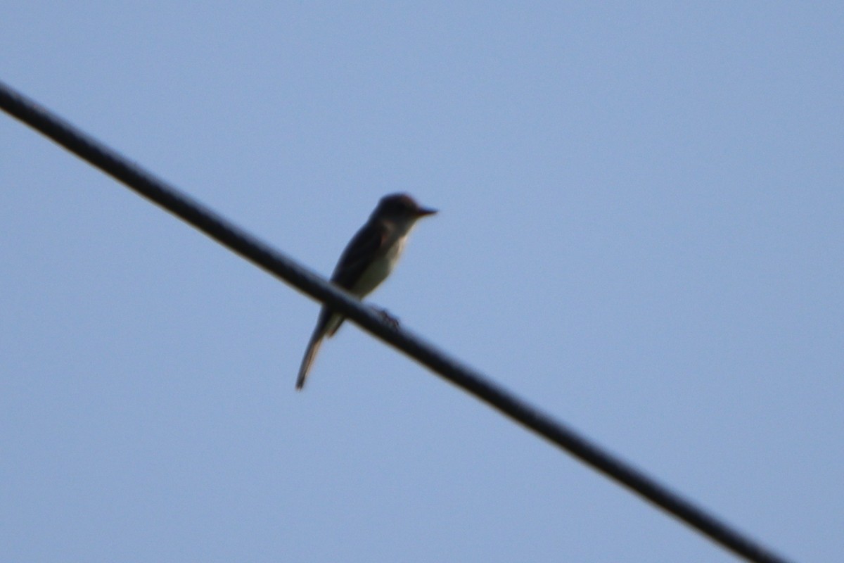 Willow Flycatcher - ML638735282