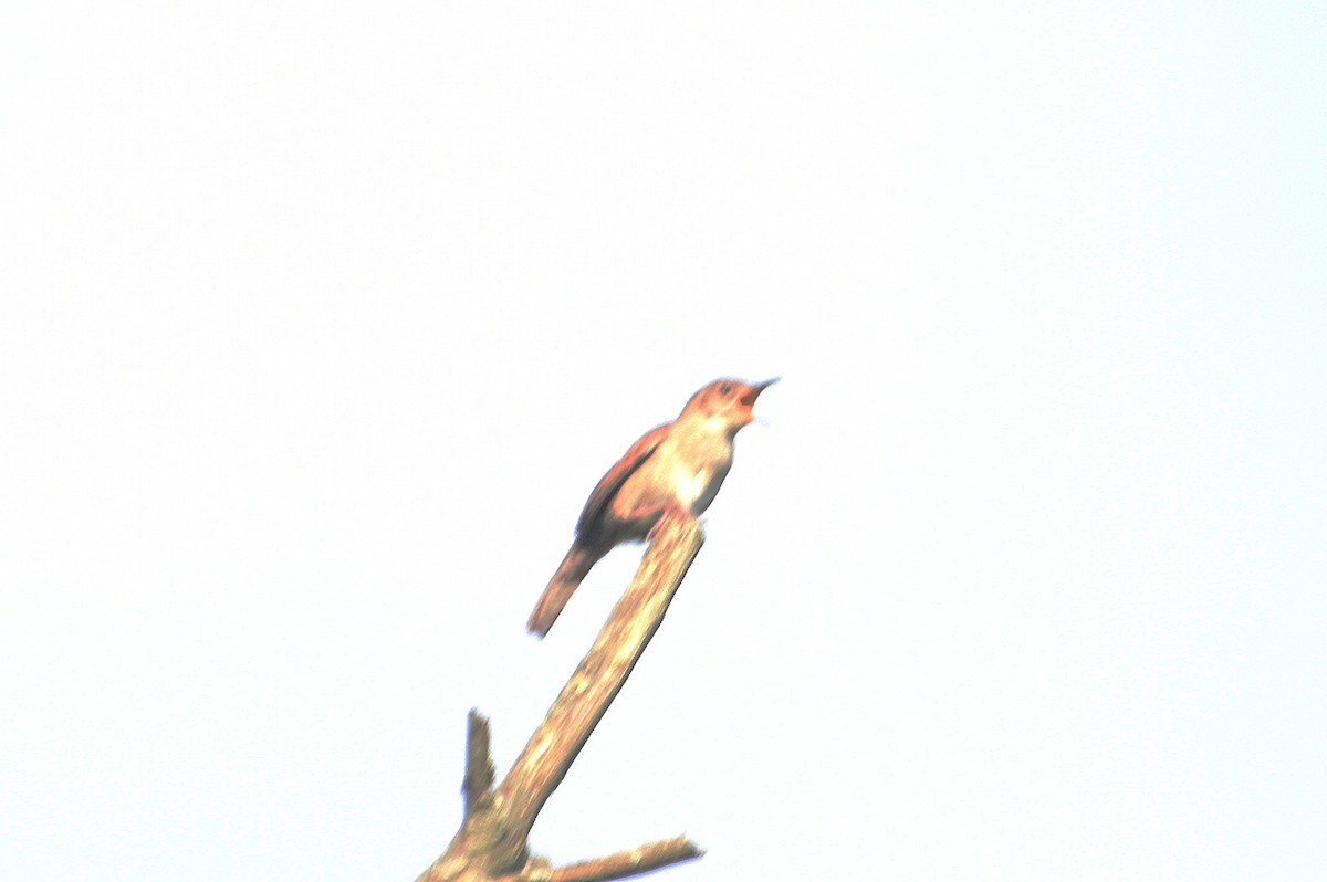 Northern House Wren - ML638735292