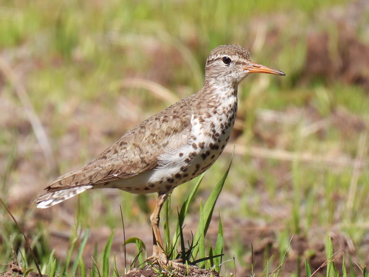 flekksnipe - ML638735322