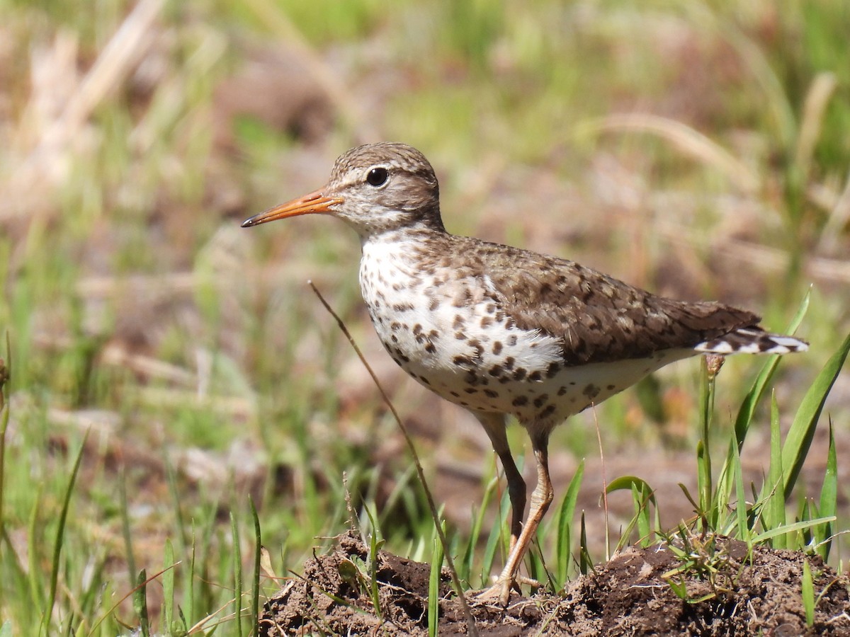 flekksnipe - ML638735323