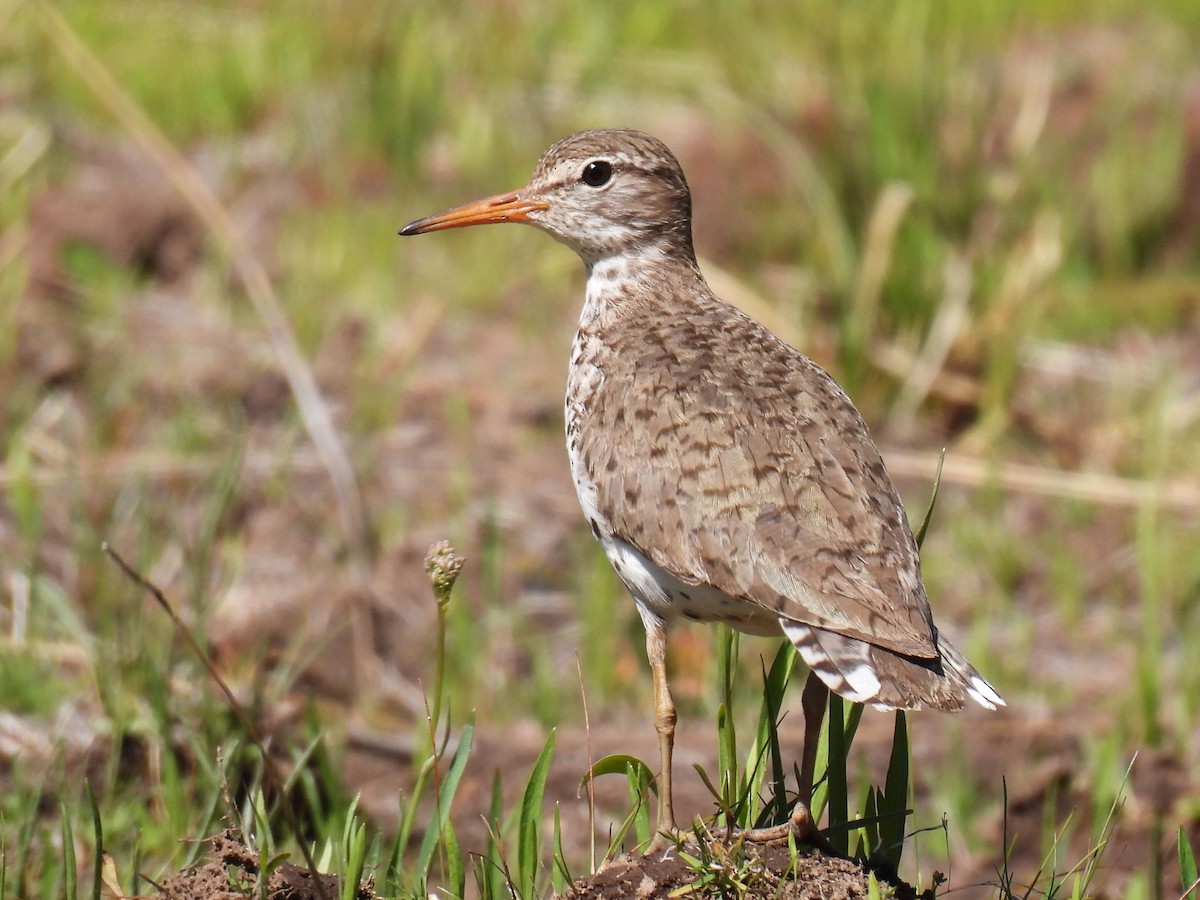 flekksnipe - ML638735324
