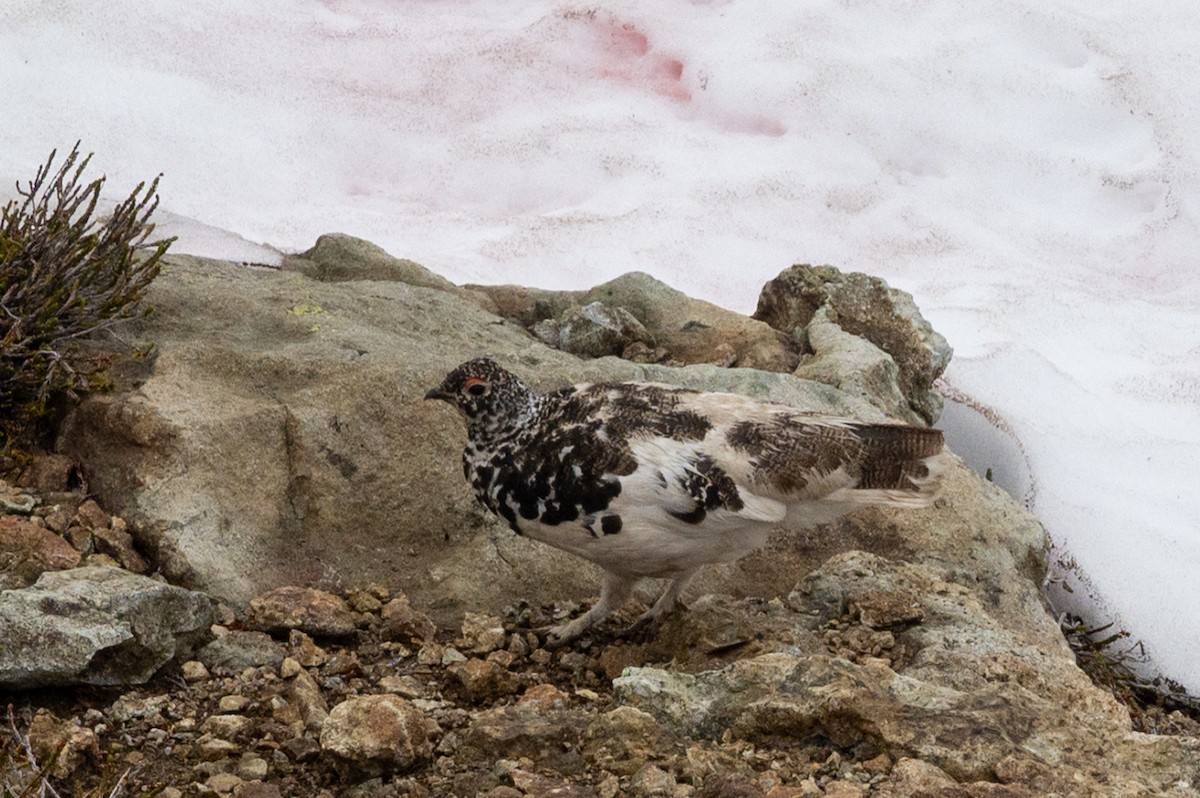 White-tailed Ptarmigan - ML638735334