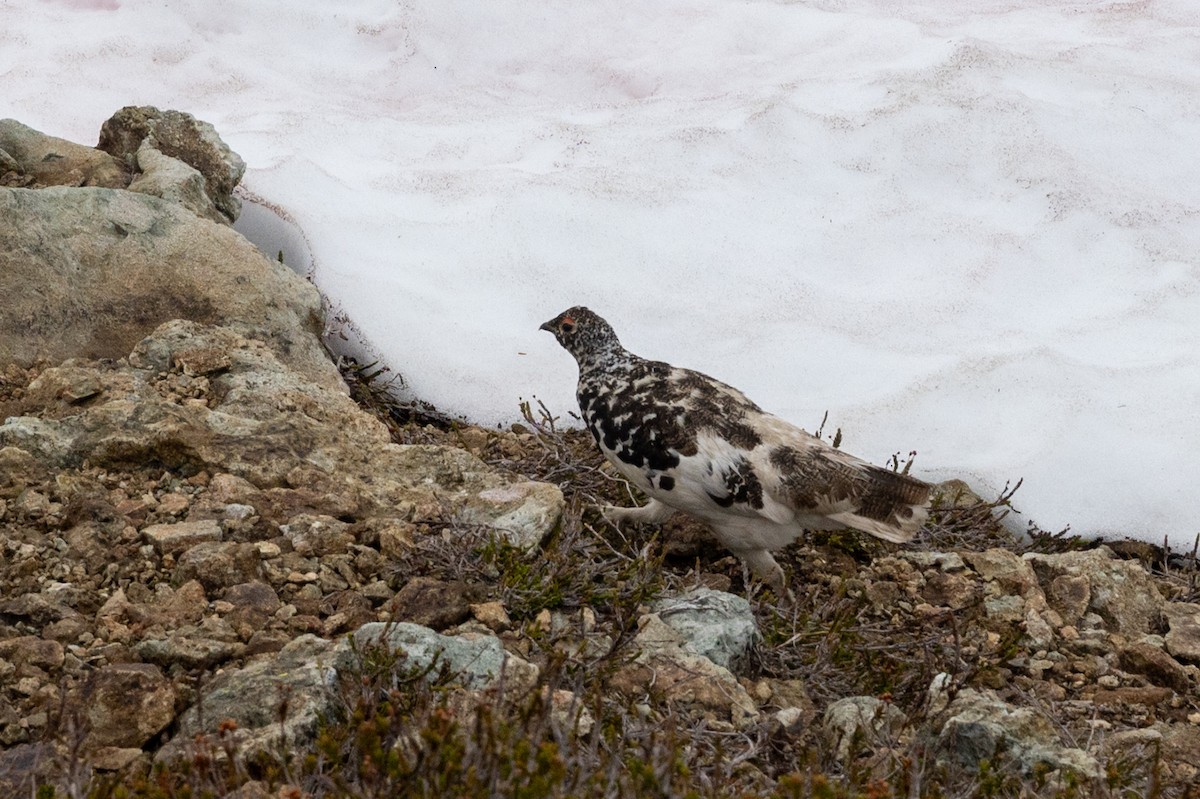 White-tailed Ptarmigan - ML638735335