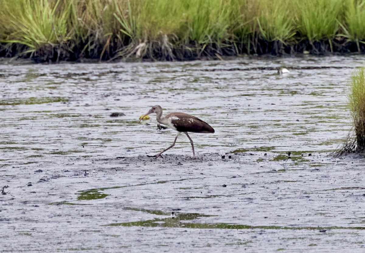 White Ibis - ML638735340