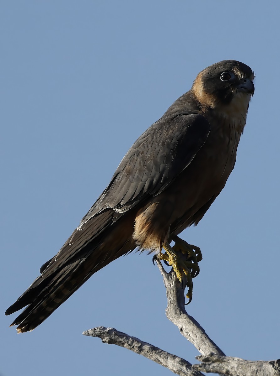 Australian Hobby - ML638735343