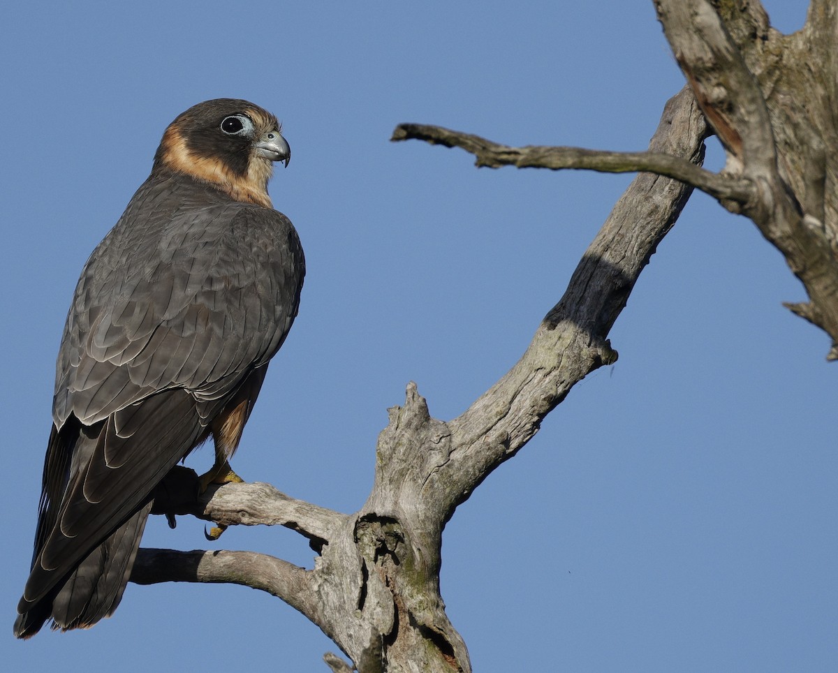 Australian Hobby - ML638735345