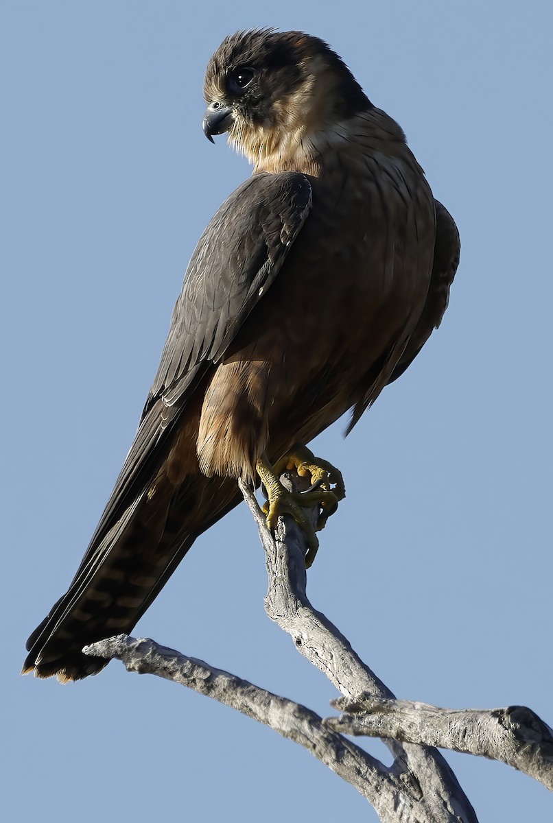 Australian Hobby - ML638735346