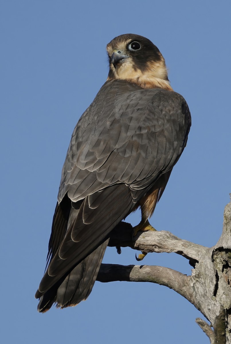 Australian Hobby - ML638735347