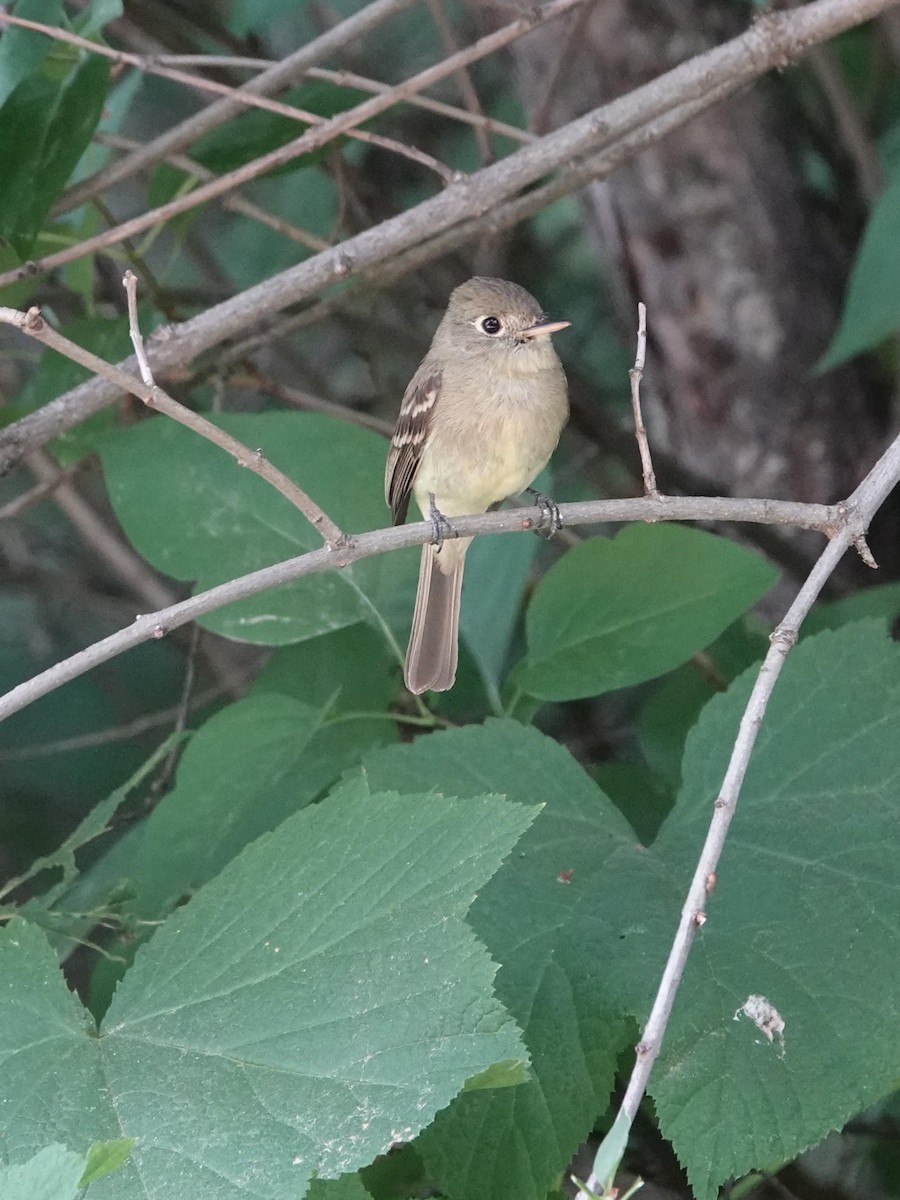 Western Flycatcher - ML638735380