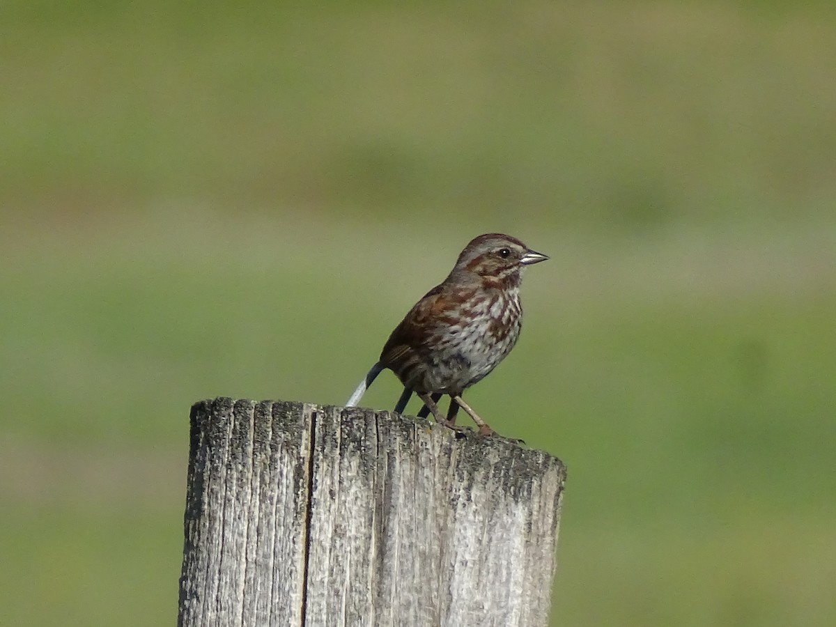 Song Sparrow - ML638735386