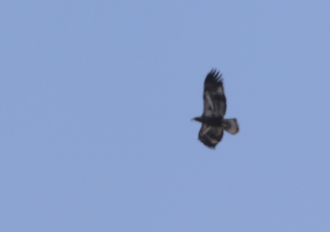 Bald Eagle - ML638735389